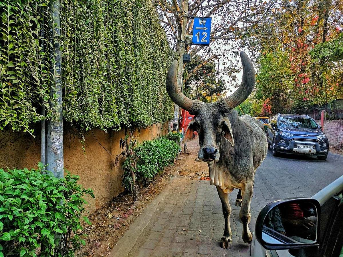 Roots Hostel Yeni Delhi Dış mekan fotoğraf